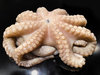 Pulpo_220112_1.jpg