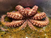 Pulpo_220112_5.jpg