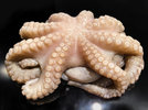 Pulpo_220406_0.jpg