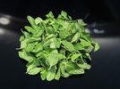 Oregano 220715.jpg