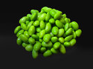 2 Edamame  240530.jpg