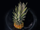 1 Ananas 240629.jpg