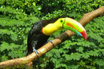 Tucan.jpg