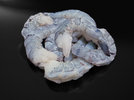 2 Shrimps 2411106.JPG