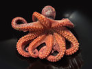 2 Pulpo 241128.jpg