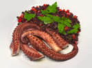 5 Pulpo 241128.jpg