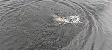 IMG_20250726_163320.jpg