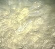 IMG_2233.jpeg