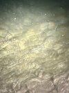 IMG_2232.jpeg