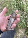 IMG_0542.jpeg