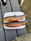 IMG_2796.jpeg