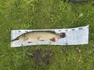 IMG_2232.jpeg