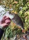 IMG_4088.jpeg