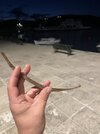 IMG_1387.jpeg