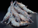 5 Shrimps 260205.JPG