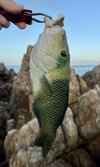 IMG_3591.jpeg