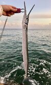 IMG_3585.jpeg
