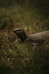 IMG_9518.jpeg
