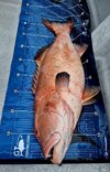 Cortal Trout II.jpg