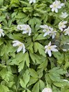 IMG_4733.jpeg