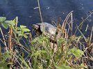 IMG_0523.jpeg