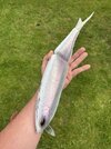 IMG_0993.jpeg