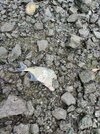 IMG_6852.jpeg