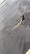 IMG_8615.jpeg