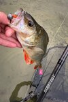 IMG_2973.jpeg