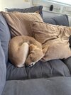 IMG_2180.jpeg