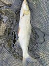 IMG_4649.jpeg