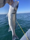IMG_2252.jpeg