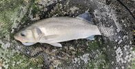 IMG_3517.jpeg