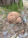 IMG_9540.jpeg