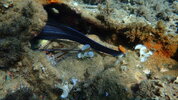OI000142.JPG