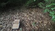 IMG_9686.jpeg