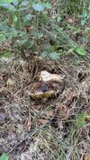 IMG_9721.jpeg