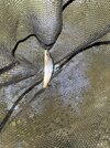 IMG_3683.jpeg