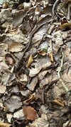 IMG_9866.jpeg