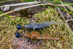 MidRes (001 von 006).jpg