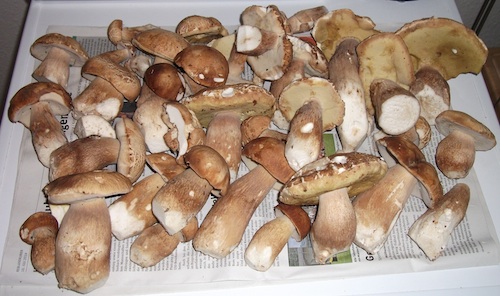 www.passion-pilze-sammeln.com