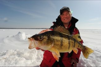 Perch fishing on lures 