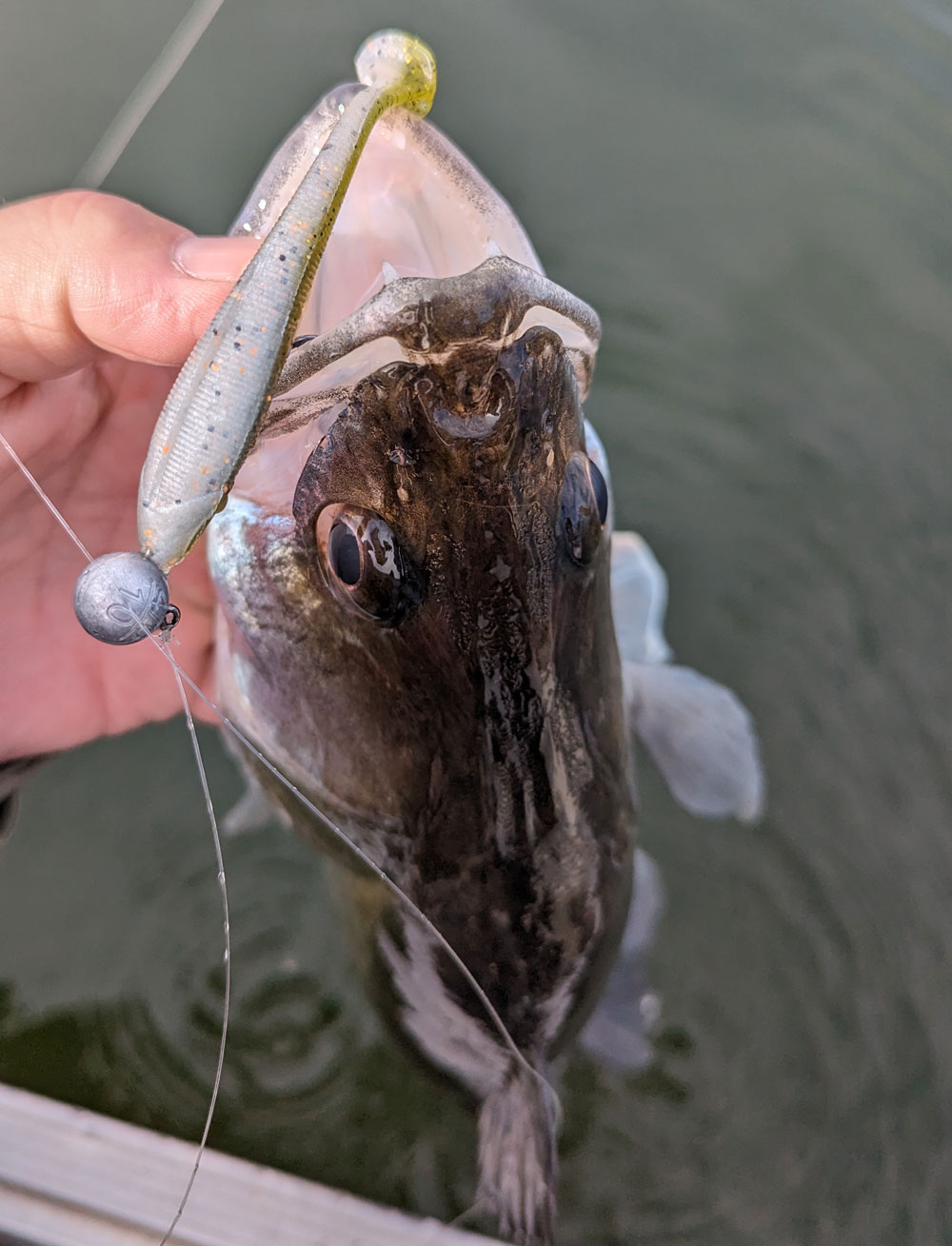 UV-Farben fangen besser Zander